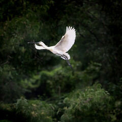 Spoonbill bird nest near lake. Migratory bird nesting. Natural habitat of spoonbill bird. Beautiful background for wall mounting and posters. Seasonal greeting card background. Nature conservation. 