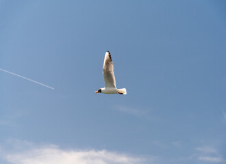 A seagull soars high in the sky, carrying a piece of bread in its beak. This image symbolizes freedom, grace, and the simple joys of life