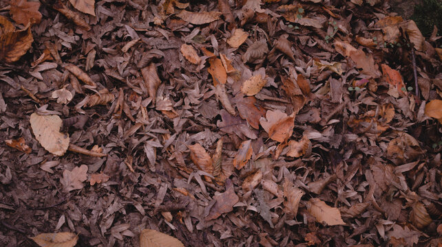 close up of leafes