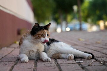 Cat with different eyes on a sidewalk