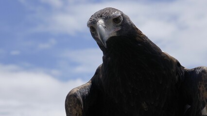 Majestic Wedge Tailed Eagle on a backdrop of blue sky and white clouds
