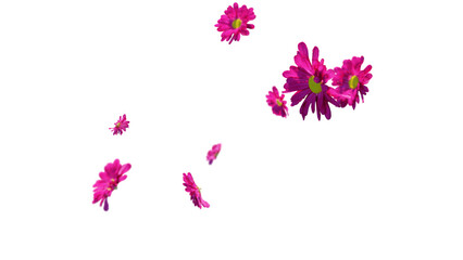 Pink chrysanthemum flowers falling on transparent background
