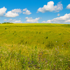 Hilly field, green meadow, pasture and blue sky.