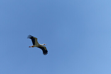 Weissstorch, Ciconia ciconia.