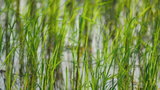 Fresh green grass blades grow in shallow water, creating a calm natural wetland scene with soft focus, vertical lines, and vibrant spring tones.
