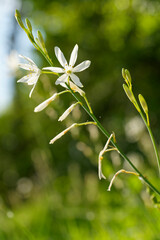 Fototapeta premium Traubige Graslilie, Astlose Graslilie, Große Graslilie, Anthericum liliago.