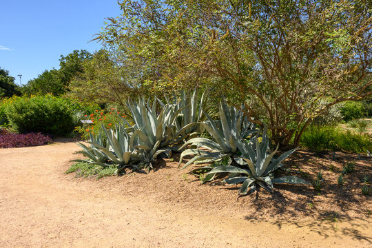 McGovern Garden Falls in Hermann Park. Houston, Texas, USA