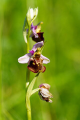  Hummel-Ragwurz, Hummelragwurz, Ophrys holoserica,  Ophrys, fuciflora.