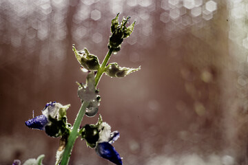 Colorful bokeh in macro photography of plants and flowers.