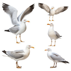 Seagull in many angle and view on transparent background