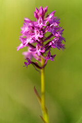                               Pyramiden-Hundswurz, Anacamptis pyramidalis, auch Pyramidenorchis, Spitzorchis, Kammstendel oder Pyramidenstendel genannt.