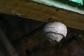 Vespiary hung on the timber. Wasp tree near the wall of a building.wasp nest is attached to a wood...
