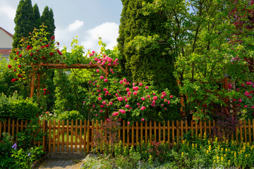 Obraz premium Prachtvolle Rosen.