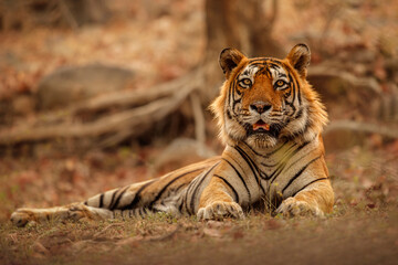 Beautiful tiger in the nature habitat. Tiger pose in amazing light. Wildlife scene with wild...