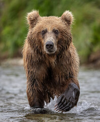Obraz premium Brown Bear Fishing for Salmon in Katmai, Alaksa