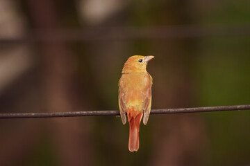 Bird hanging on a wire (Myiodynastes maculatus)