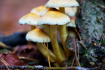 Macro shot of mushrooms in the fall. Mushrooms in autumn