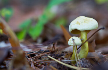 Macro shot of mushrooms in the fall. Mushrooms in autumn