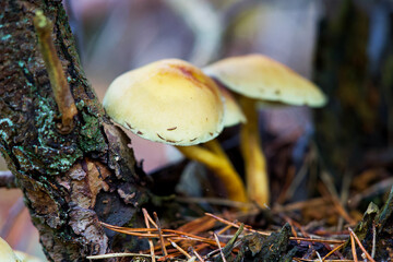 Macro shot of mushrooms in the fall. Mushrooms in autumn
