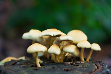 Macro shot of mushrooms in the fall. Mushrooms in autumn