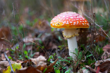 Macro shot of mushrooms in the fall. Mushrooms in autumn