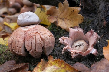 Amazing mushrooms of Geastrum rufescens (Rufous earthstar) in forest - young and older mushroom.