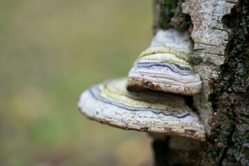 Macro shot of mushrooms in the fall. Mushrooms in autumn