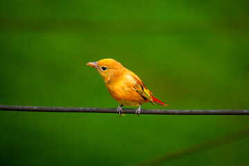 Bird hanging on a wire (Myiodynastes maculatus)