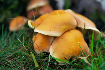 Macro shot of mushrooms in the fall. Mushrooms in autumn