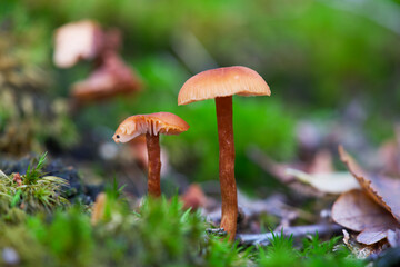 Macro shot of mushrooms in the fall. Mushrooms in autumn