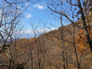 Foliage in Breakneck Ridge, Cold Spring, New York - October 2023