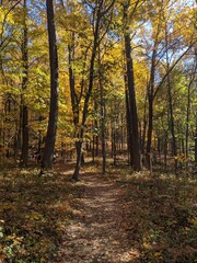 Naklejka premium Foliage in Breakneck Ridge, Cold Spring, New York - October 2023