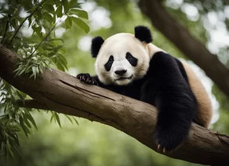 Foto op Plexiglas portrait of a lazy panda sleeping on a tree branch  © abu