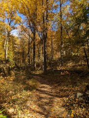 Obraz premium Foliage in Breakneck Ridge, Cold Spring, New York - October 2023