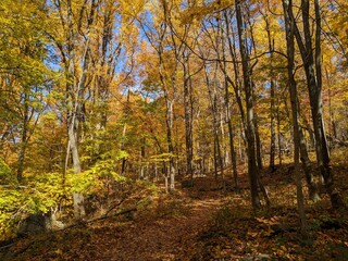 Foliage in Breakneck Ridge, Cold Spring, New York - October 2023