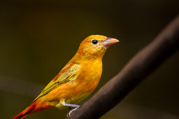 Mujer adulta Tángara de verano (Piranga rubra)
