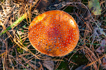 Red fly agaric mushroom in a coniferous forest. Close-up of a mushroom cap with white dots. Selective focus. Amanita muscaria.