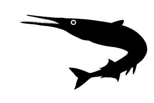 recommend clip art: Fish silhouette Garfish or Beakfish or Needlefishin motion jumps out of the water. Sea Pike illustration isolate realistic.