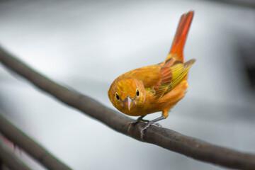 Bird hanging on a wire (Myiodynastes maculatus)