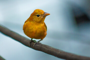 Bird hanging on a wire (Myiodynastes maculatus)
