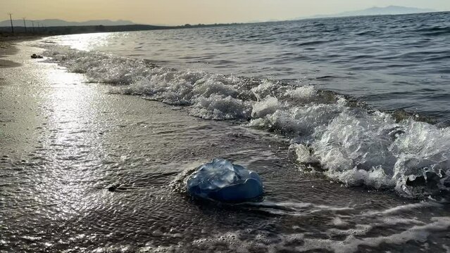 Jellyfish population drifting to the beach and losing their lives due to ecological, climatic and environmental reasons