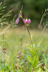Türkenbund, Türkenbund-Lilie, Lilium martagon.