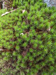 Closeup on Moss, Cold Spring, New York - October 2023