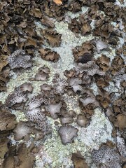 Lichen on stone, Cold Spring, New York - October 2023