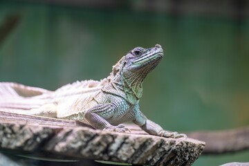 a lizard on a log that is sitting on top of water
