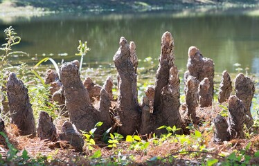 Bald Cypress knee structures protruding from the edge of a freshwater lake in Houston, TX. They are woody growths above the tree roots with unknown function.