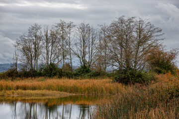 Bare Winter Trees in the Estuary