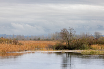 Fall Foliage on a stormy day in the Maryville Estuary