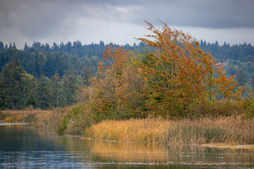Fall Foliage on a stormy day in the Maryville Estuary
