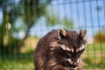 A tame raccoon walks in an enclosure.
